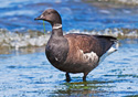 Branta bernicla